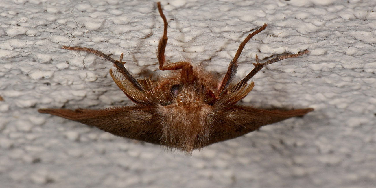 Erebidae Lymantriinae? S, Ocneria rubea